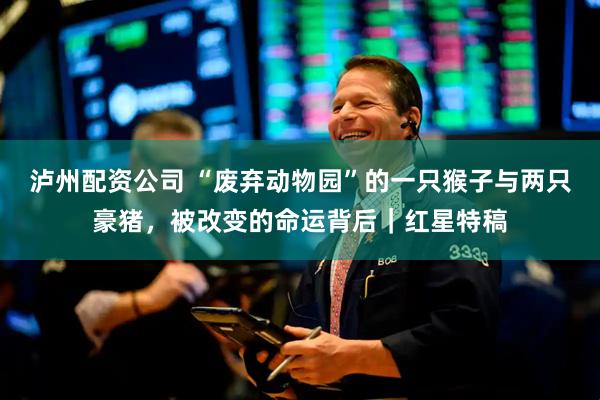 泸州配资公司 “废弃动物园”的一只猴子与两只豪猪，被改变的命运背后｜红星特稿