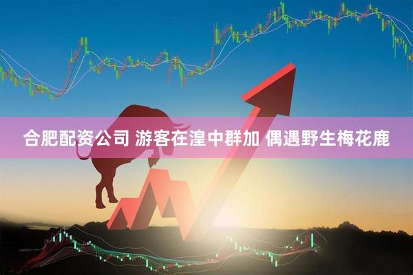 合肥配资公司 游客在湟中群加 偶遇野生梅花鹿